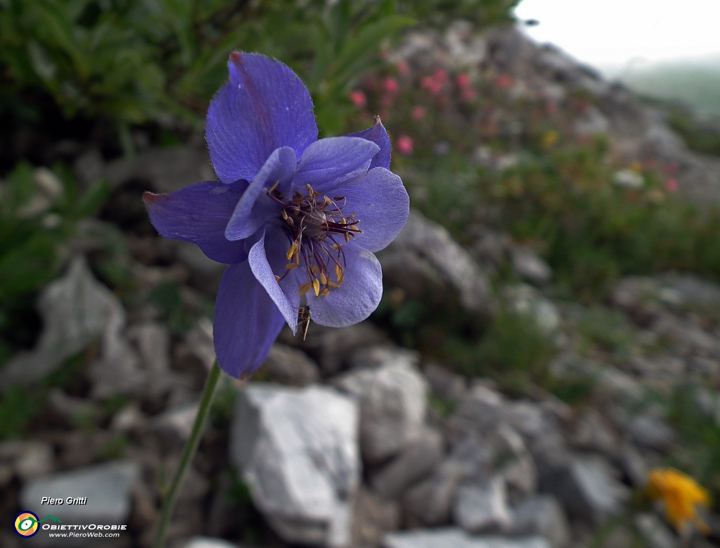 04 Aquilegia di Einsele (Aquilegia einseleana) .JPG